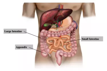 best hospital for appendix surgery in Bhawanipur, best doctor for appendix treatment in Bhawanipur, cost of appendix surgery in Bhawanipur